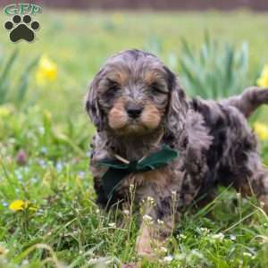 Gabriel, Cavapoo Puppy